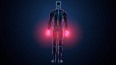 İnsan alt çene kemiği. 3 Boyutlu Hazırlama