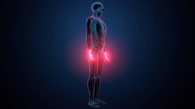 İnsan alt çene kemiği. 3 Boyutlu Hazırlama