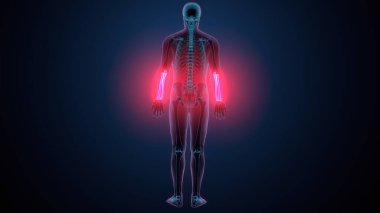 İnsan alt çene kemiği. 3 Boyutlu Hazırlama