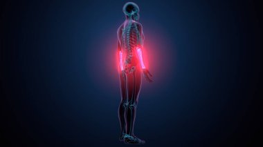 İnsan alt çene kemiği. 3 Boyutlu Hazırlama