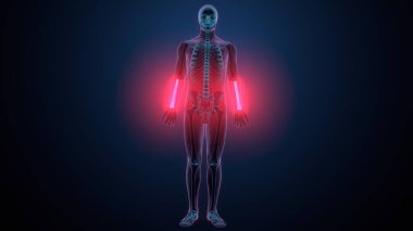 İnsan alt çene kemiği. 3 Boyutlu Hazırlama