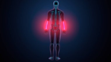 İnsan alt çene kemiği. 3 Boyutlu Hazırlama