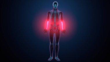 İnsan alt çene kemiği. 3 Boyutlu Hazırlama