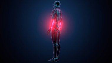 İnsan alt çene kemiği. 3 Boyutlu Hazırlama