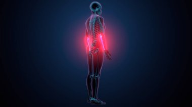 İnsan alt çene kemiği. 3 Boyutlu Hazırlama