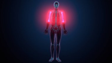 İnsan alt çene kemiği. 3 Boyutlu Hazırlama