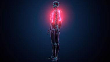 İnsan alt çene kemiği. 3 Boyutlu Hazırlama