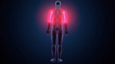 İnsan alt çene kemiği. 3 Boyutlu Hazırlama