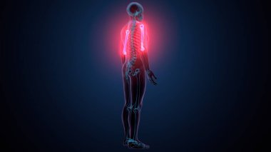 İnsan alt çene kemiği. 3 Boyutlu Hazırlama