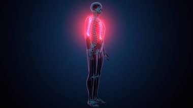 İnsan alt çene kemiği. 3 Boyutlu Hazırlama