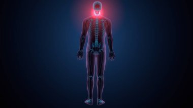 İnsan alt çene kemiği. 3 Boyutlu Hazırlama