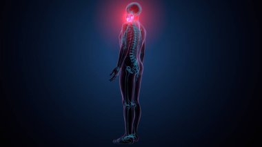 İnsan alt çene kemiği. 3 Boyutlu Hazırlama