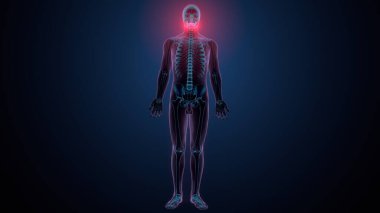 İnsan alt çene kemiği. 3 Boyutlu Hazırlama