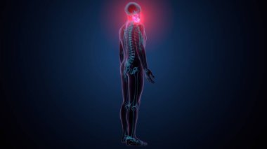 İnsan alt çene kemiği. 3 Boyutlu Hazırlama