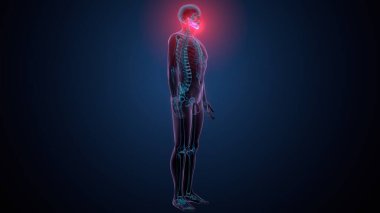 İnsan alt çene kemiği. 3 Boyutlu Hazırlama