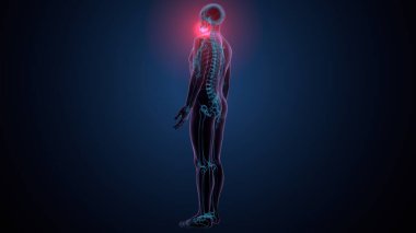 İnsan alt çene kemiği. 3 Boyutlu Hazırlama