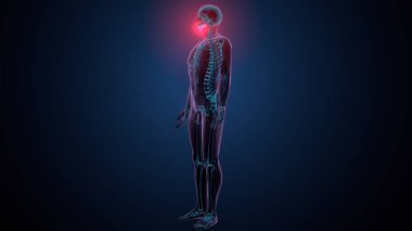 İnsan alt çene kemiği. 3 Boyutlu Hazırlama