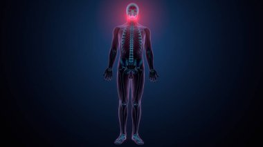 Tiroid hormonları. 3d illüstrasyon