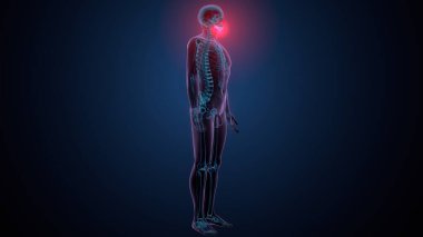 Tiroid hormonları. 3d illüstrasyon