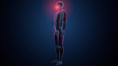 Tiroid hormonları. 3d illüstrasyon