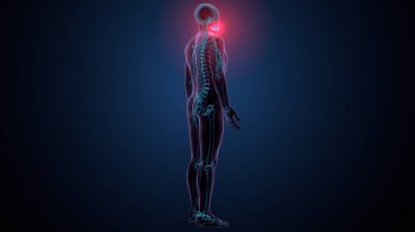 Tiroid hormonları. 3d illüstrasyon