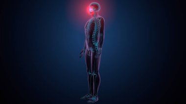 Tiroid hormonları. 3d illüstrasyon