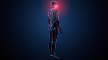 Tiroid hormonları. 3d illüstrasyon