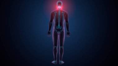 Tiroid hormonları. 3d illüstrasyon