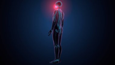 Tiroid hormonları. 3d illüstrasyon