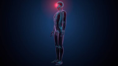 Tiroid hormonları. 3d illüstrasyon