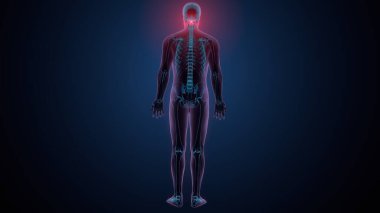 Tiroid hormonları. 3d illüstrasyon