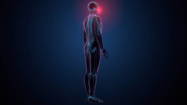 Tiroid hormonları. 3d illüstrasyon