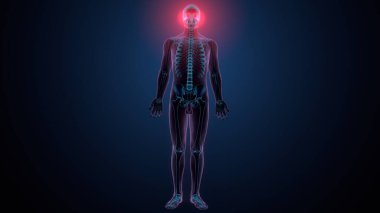 Tiroid hormonları. 3d illüstrasyon