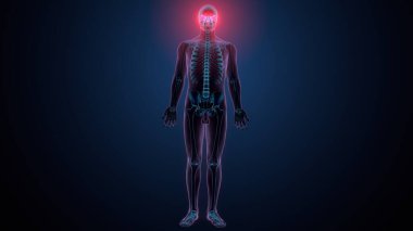 Tiroid hormonları. 3d illüstrasyon