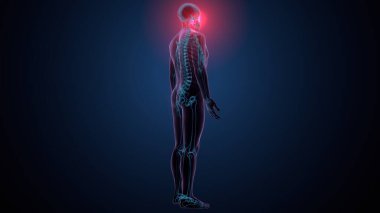 Tiroid hormonları. 3d illüstrasyon