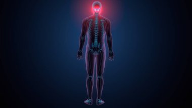 Tiroid hormonları. 3d illüstrasyon