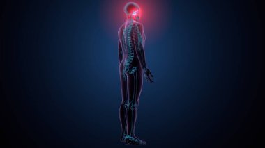 Tiroid hormonları. 3d illüstrasyon