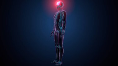 Tiroid hormonları. 3d illüstrasyon