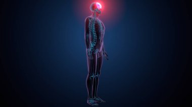 Tiroid hormonları. 3d illüstrasyon