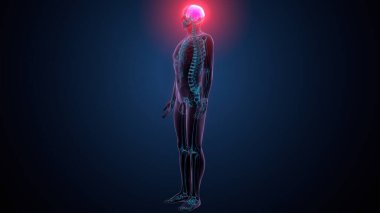 Tiroid hormonları. 3d illüstrasyon