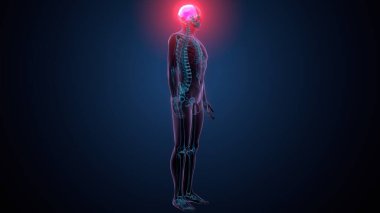 Tiroid hormonları. 3d illüstrasyon