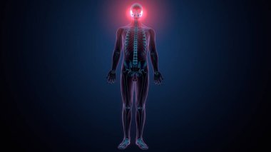 Tiroid hormonları. 3d illüstrasyon