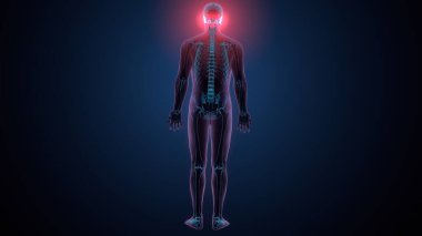 Tiroid hormonları. 3d illüstrasyon