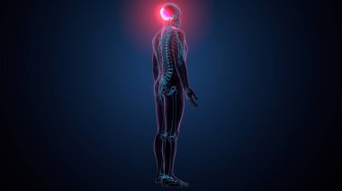 Tiroid hormonları. 3d illüstrasyon