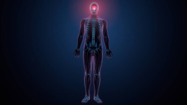 Tiroid hormonları. 3d illüstrasyon