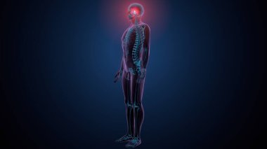 Tiroid hormonları. 3d illüstrasyon