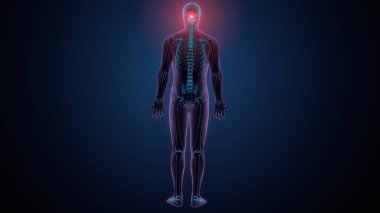 Tiroid hormonları. 3d illüstrasyon