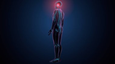 Tiroid hormonları. 3d illüstrasyon