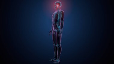 Tiroid hormonları. 3d illüstrasyon