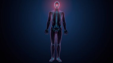 Tiroid hormonları. 3d illüstrasyon